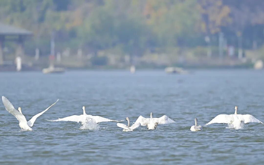 这些珍稀鸟类,用翅膀给徐州“投票”!