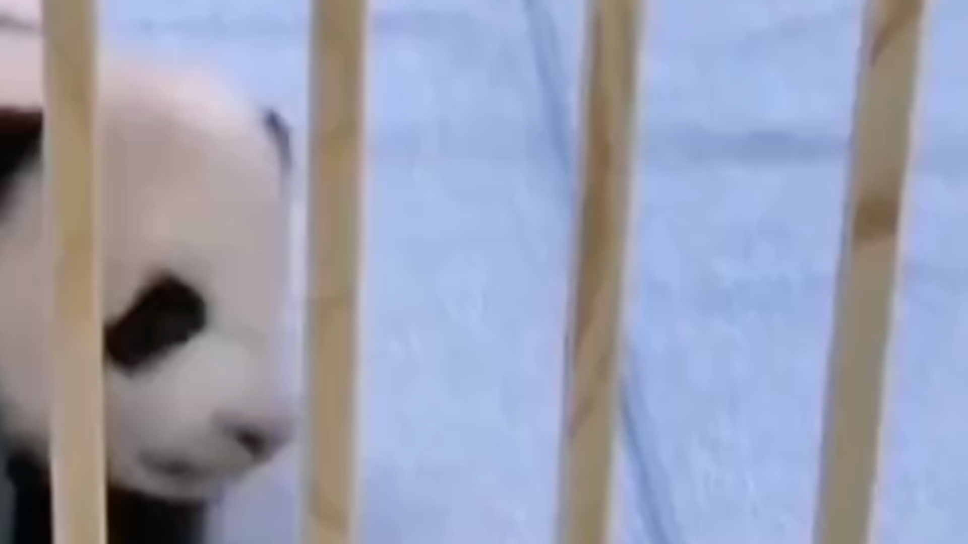 最后2只旅日大熊猫即将回国，“如果中日紧张局势持续，日本全国或将没有中国大熊猫”