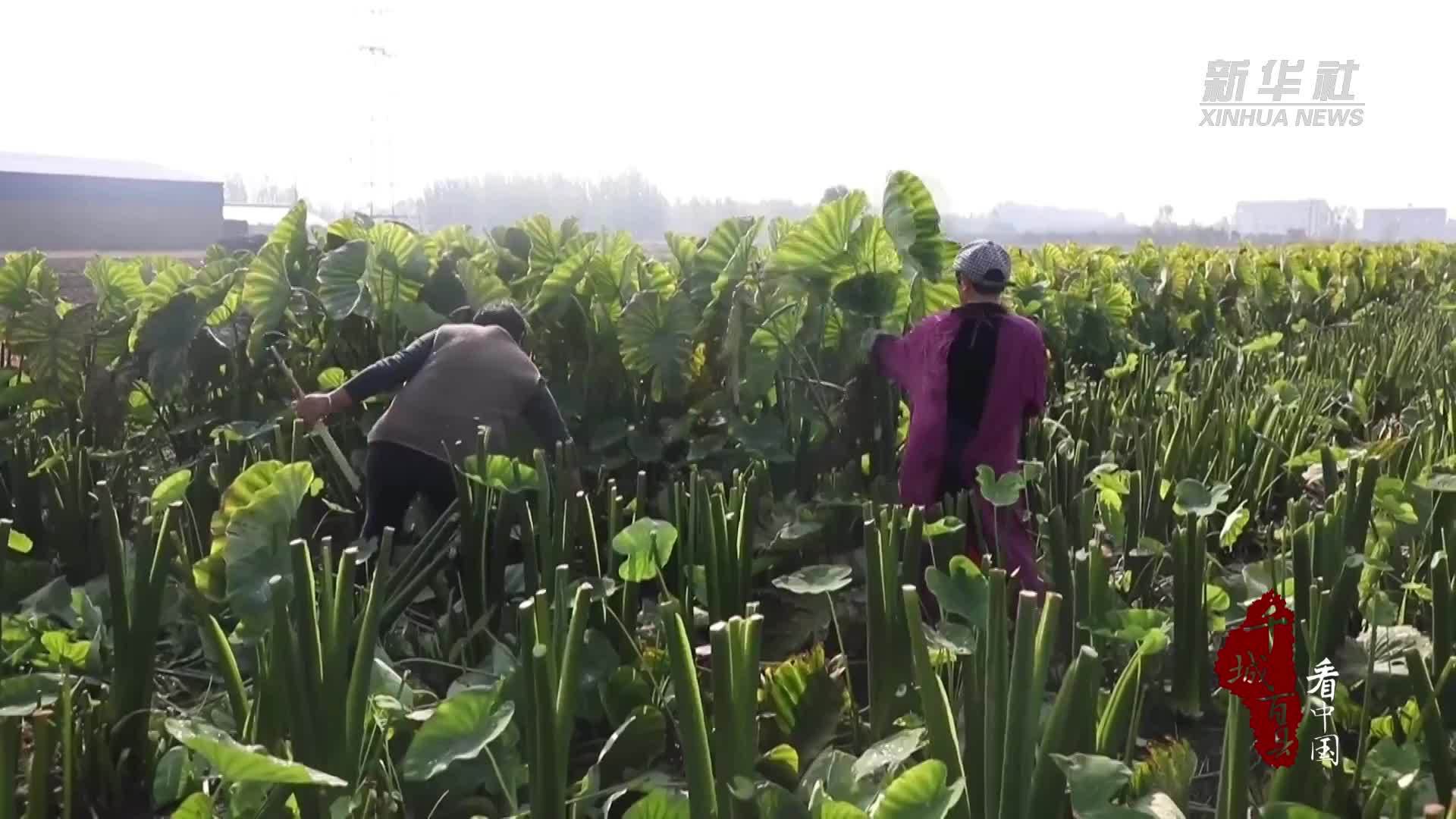 千城百县看中国｜山东兰山：香芋满田忙采收
