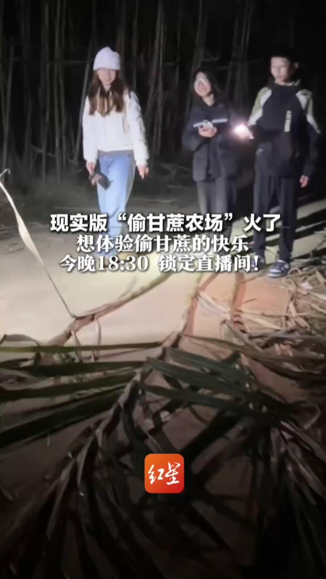 现实版“偷甘蔗农场”火了 人在跑NPC带小狗追 想体验偷甘蔗的快乐 今晚18:30 锁定红星新闻直播间