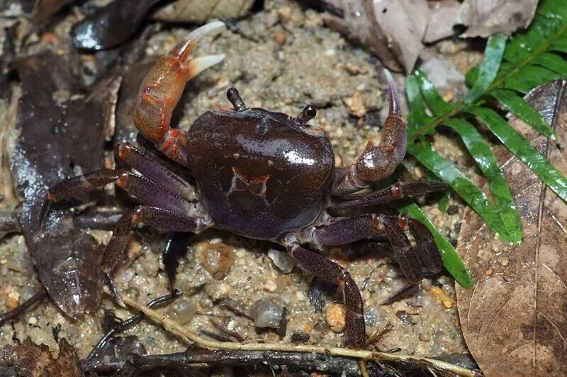 澳門的綠色生態，還有多少未被發現的“寶藏”？