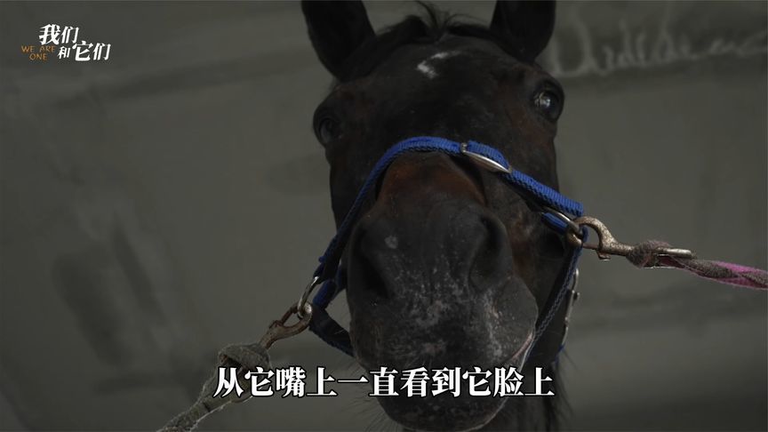 退休高龄赛马的养老院日常，人马亲密互动超治愈