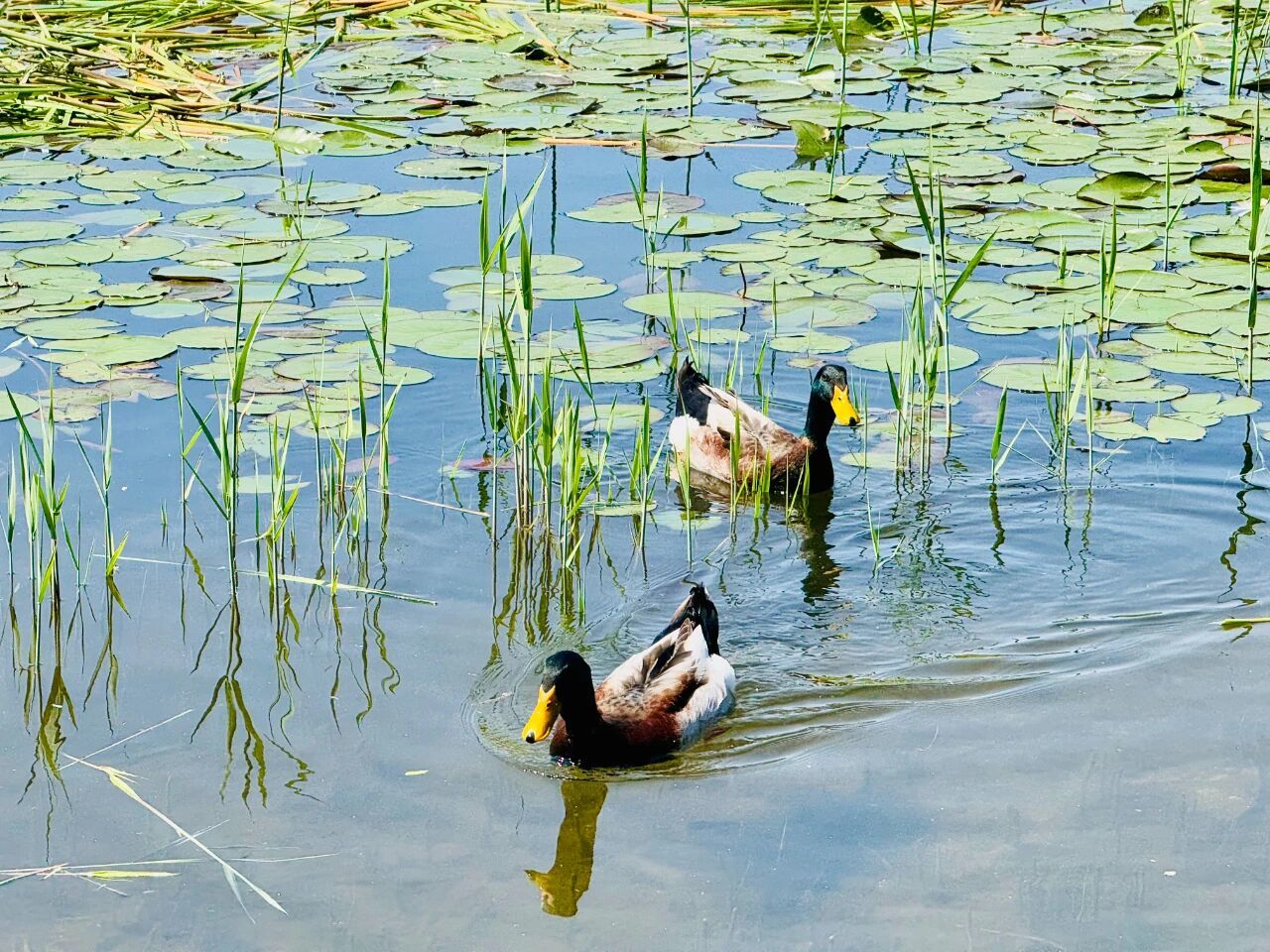 这些珍稀鸟类,用翅膀给徐州“投票”!