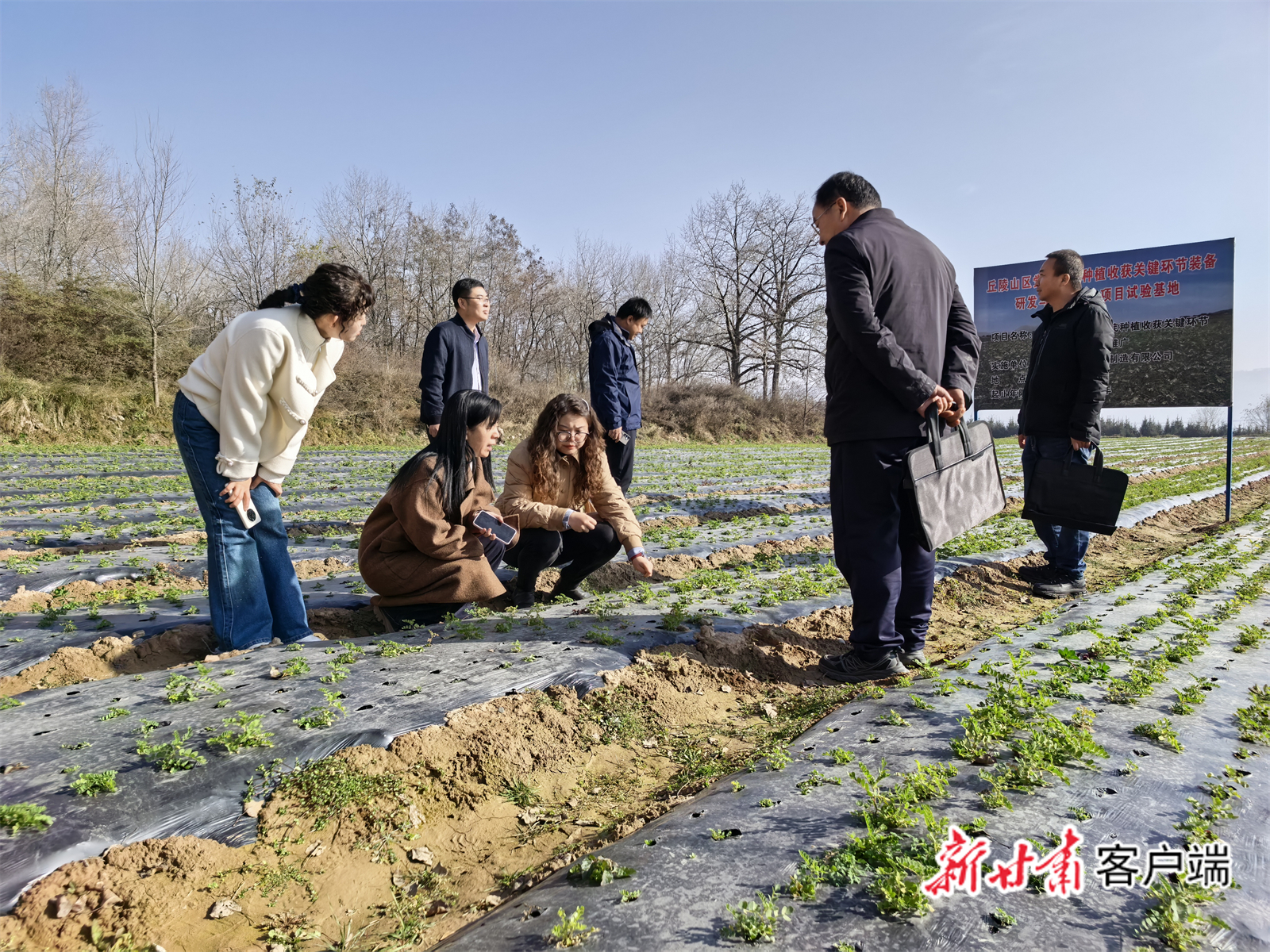 专家组在临洮县南屏镇余杨家村的中药材示范种植基地现场观摩
