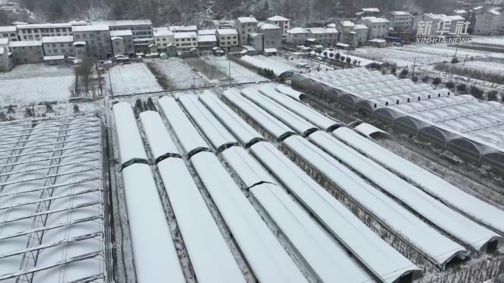 寒潮下的民生守护 湖北保康力保高山蔬菜稳产