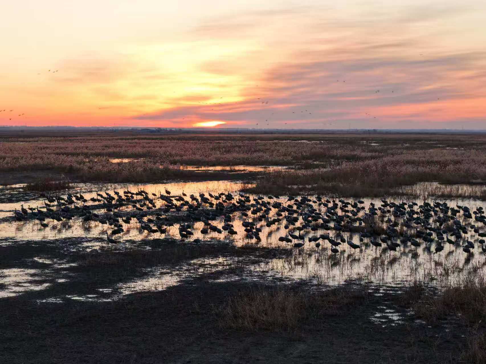 万鸟翔云波罗湖。通讯员 吴佩成 摄