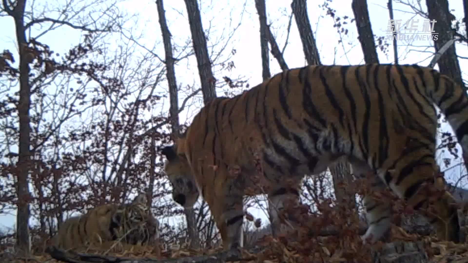 吉林珲春：虎啸山林生态美 文旅融合边疆兴