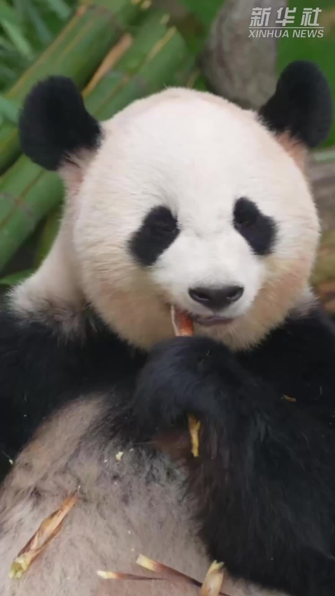秀我中国｜守护大熊猫