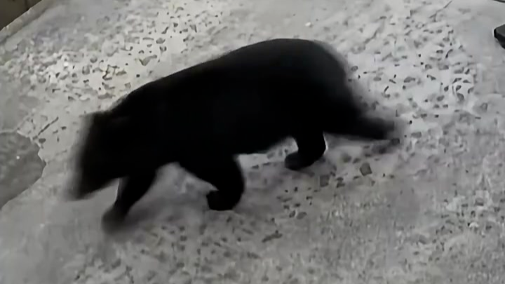 日本今年的熊害为啥猖獗？学者潘妮妮：因为新一代熊崽子已经忘记了“战争”的经历