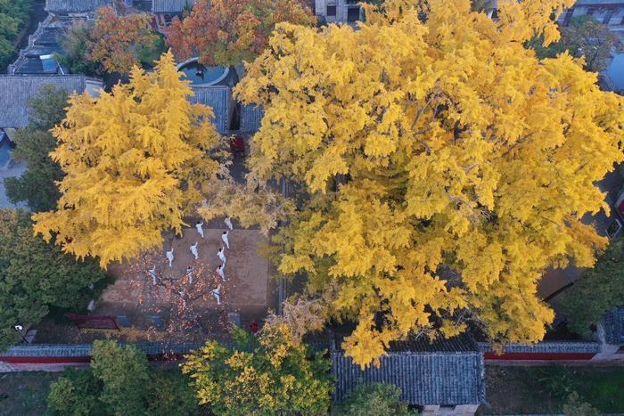 日照莒县定林寺银杏树。 中共日照市委宣传部供图