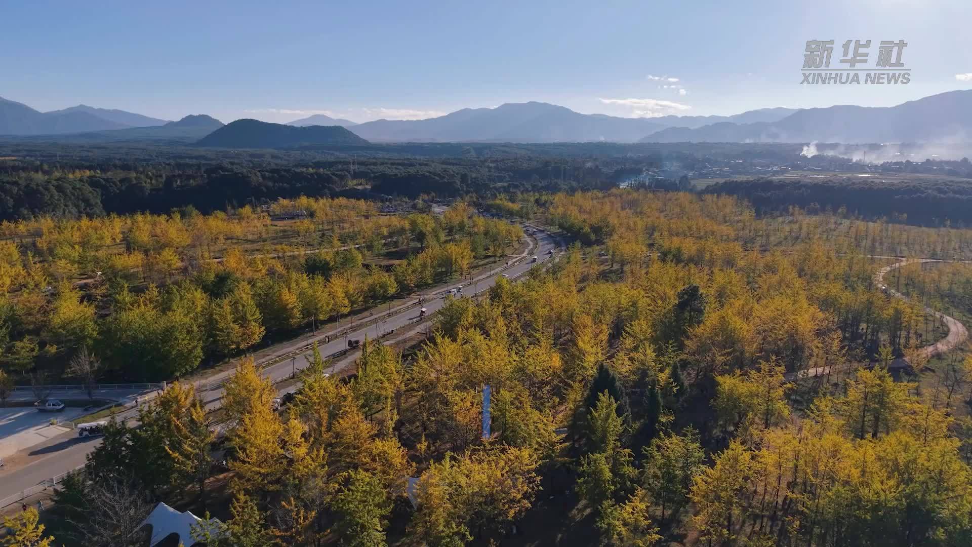 银杏配咖香：云南腾冲银杏“村咖”热
