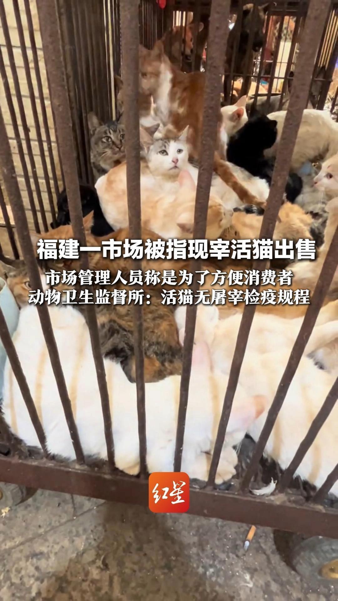 福建一市场被指现宰活猫出售 市场管理人员称是为了方便消费者 动物卫生监督所：活猫无屠宰检疫规程 当地市场监督管理局已介入