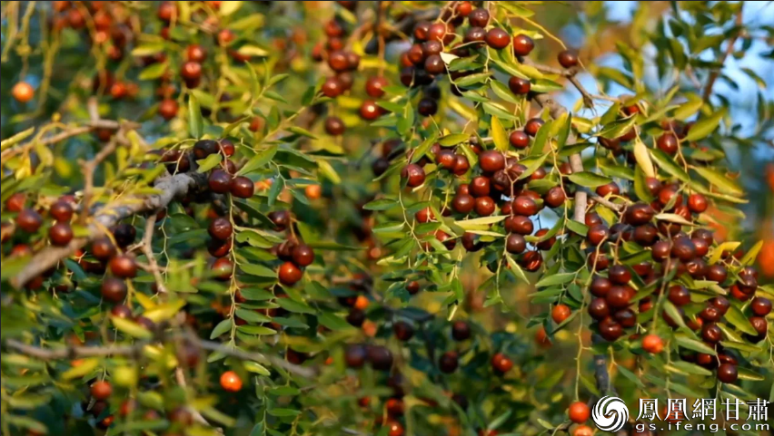 庆阳小酸枣挂满枝头，像一串串红色灯笼。图源自网络