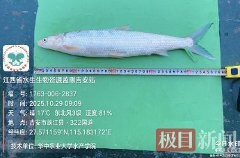 珍稀濒危鱼类“鳤鱼”和大规格四大家鱼频现赣江水域凤凰网江西_凤凰网