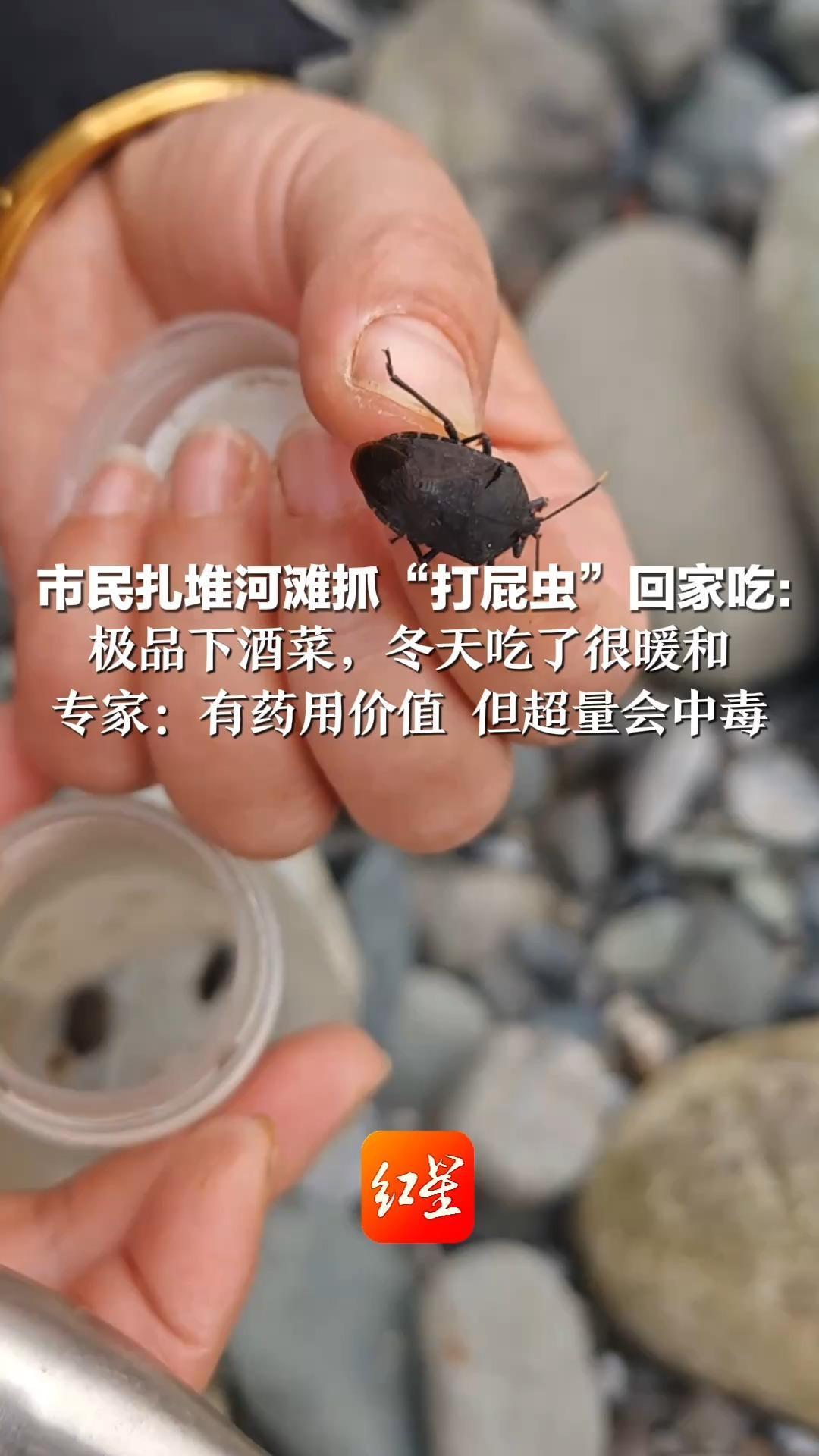 这不是《荒野求生》而是《舌尖上的中国》？市民扎堆河滩抓“打屁虫”回家吃：极品下酒菜，冬天吃了很暖和 专家：有药用价值 但超量会中毒_凤凰网视频_凤凰网