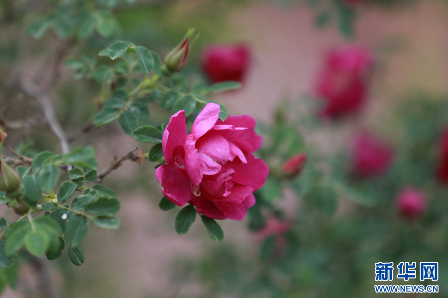 图为在永登县苦水镇拍摄的苦水玫瑰（资料图片）　新华网发（童张伟　摄）