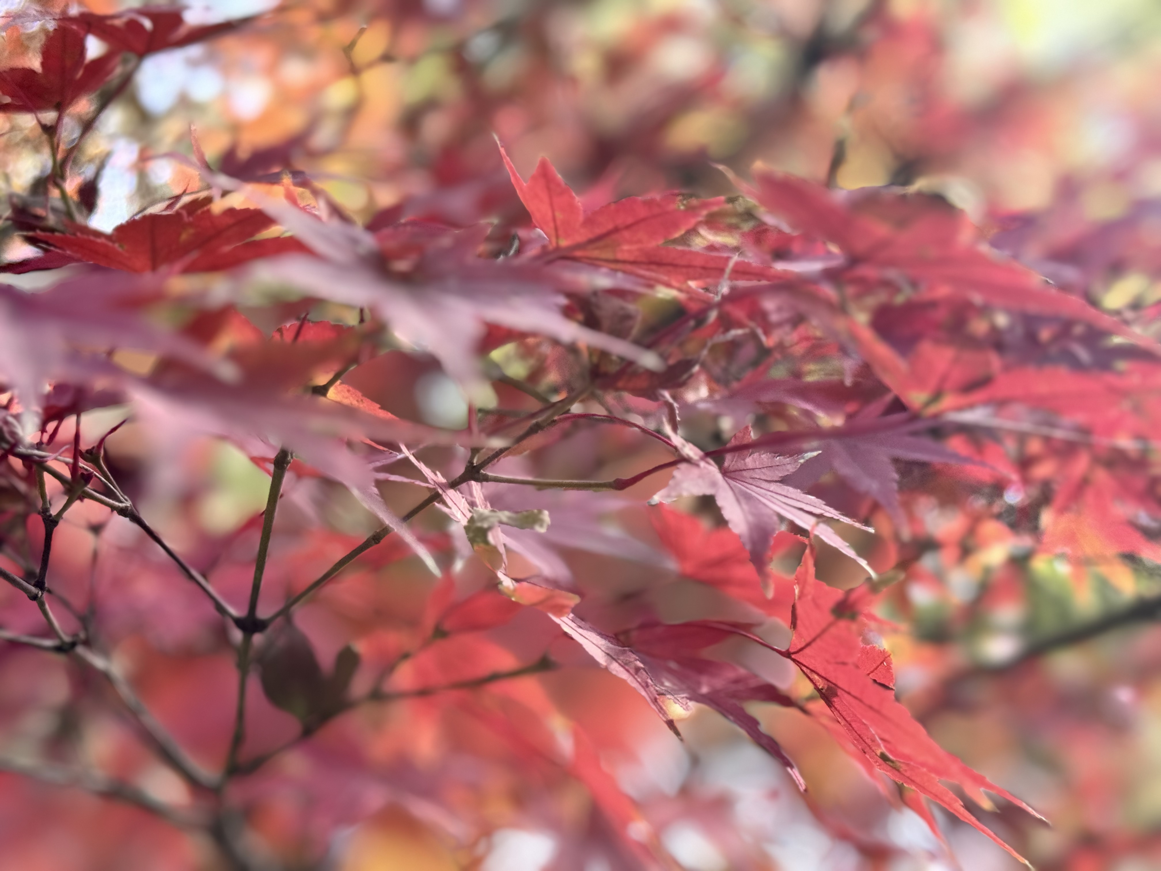 冬日里的斑斓盛宴！快来南京中山植物园打卡红叶展