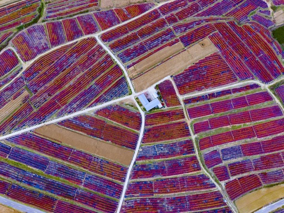 成片的蓝莓叶片泛红，千亩蓝莓“镶嵌”于五颜六色的田野。胡明刚摄