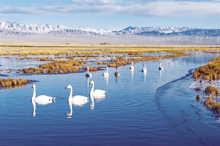 酒泉阿克塞小苏干湖湿地，大天鹅在一处水域游弋觅食。