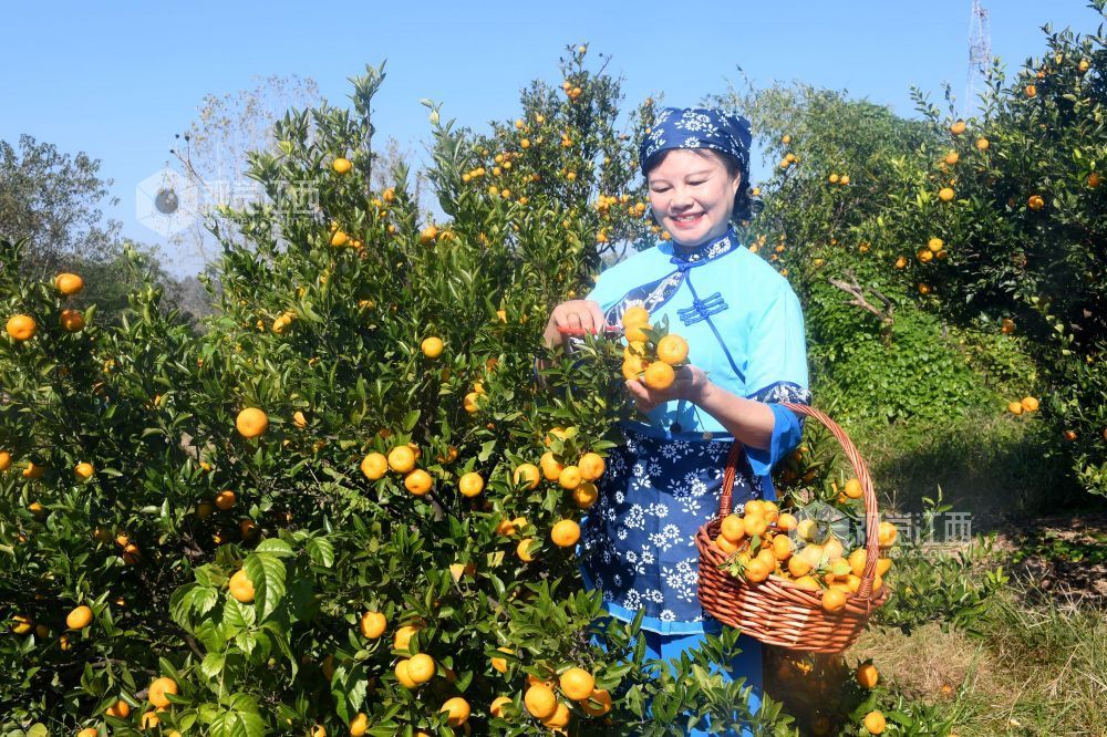 2025年11月22日，在江西省抚州市南丰县洽湾镇桃源村蜜橘园里，游客穿着整齐划一的村姑服装采摘蜜橘，感受丰收的喜悦。