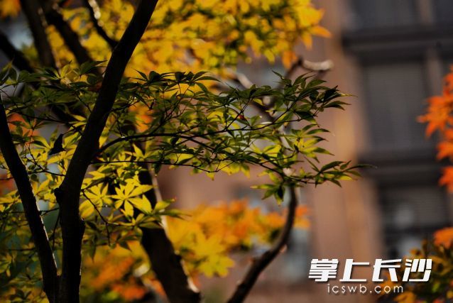 预计今年枫叶明显变红的时间在12月上旬,最佳观赏期在12月1日到10日。