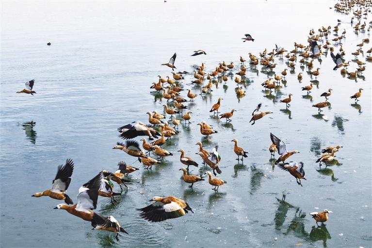民勤石羊河国家湿地公园，一群赤麻鸭在红崖山水库活动觅食。
