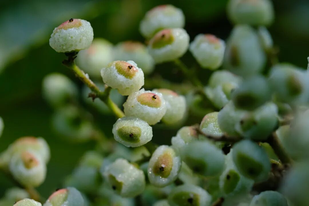 盐麸木，张海华摄DSCF4111 (2).jpg