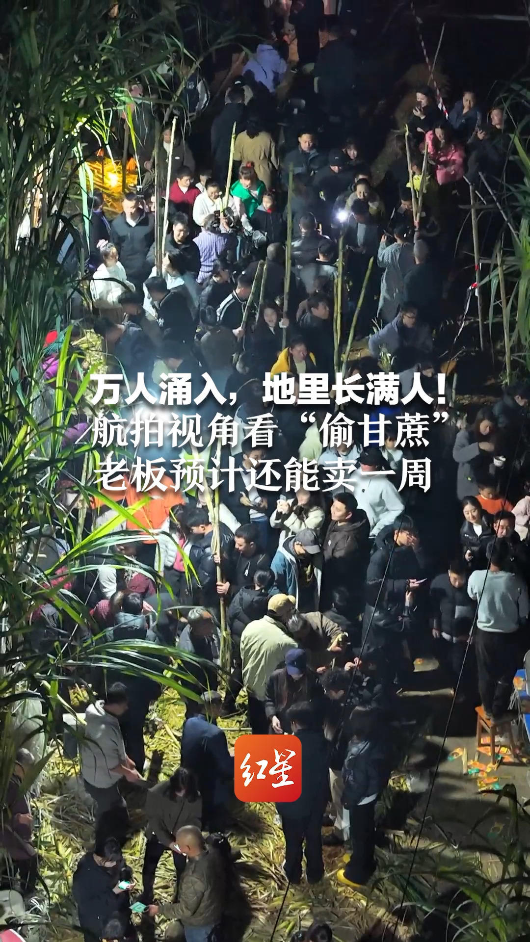 万人涌入，地里长满人！航拍视角看“偷甘蔗”老板预计还能卖一周  当地推出景区免票、住宿打折等多重优惠