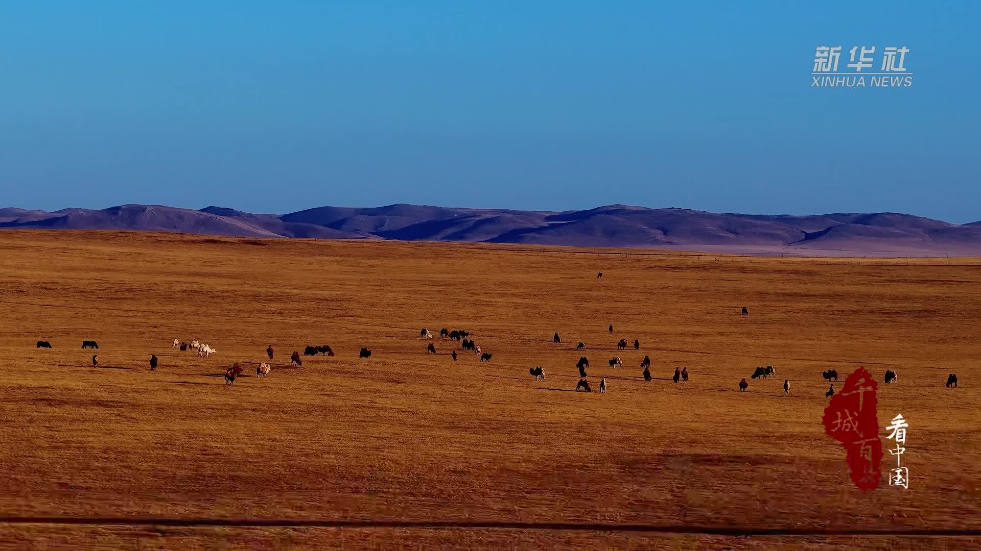 千城百县看中国丨内蒙古：驼群悠悠