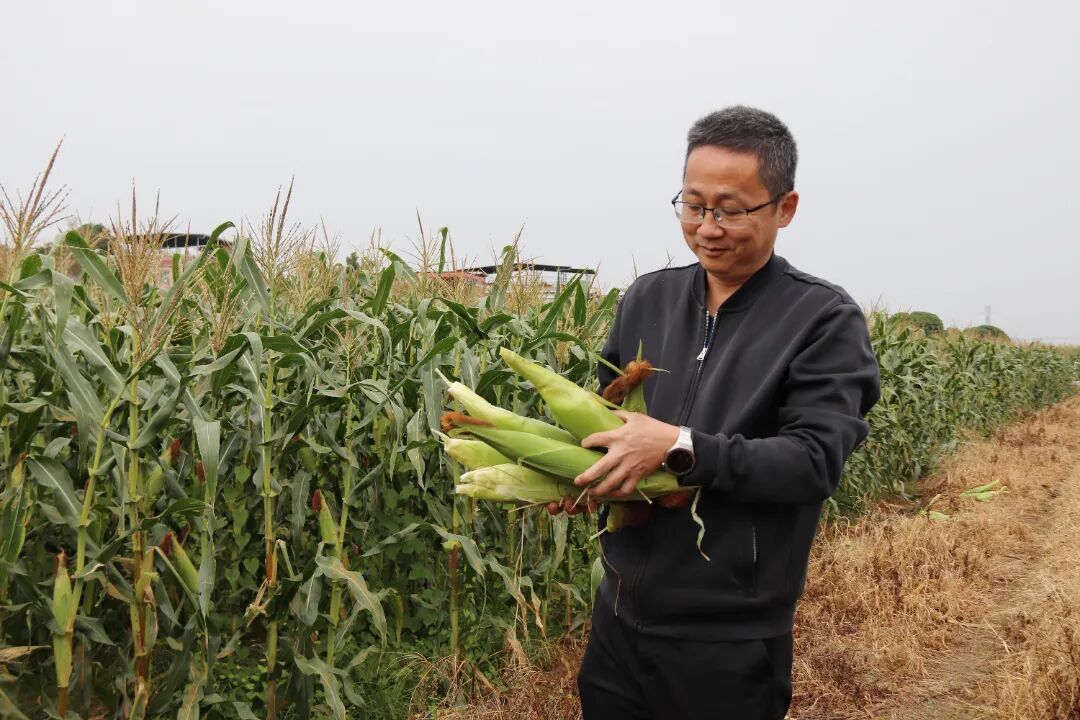 图：黄塘村党委第一书记陈勇展示在种植基地收获的玉米