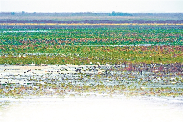 鹤与野莲的相遇。通讯员 万松贤摄