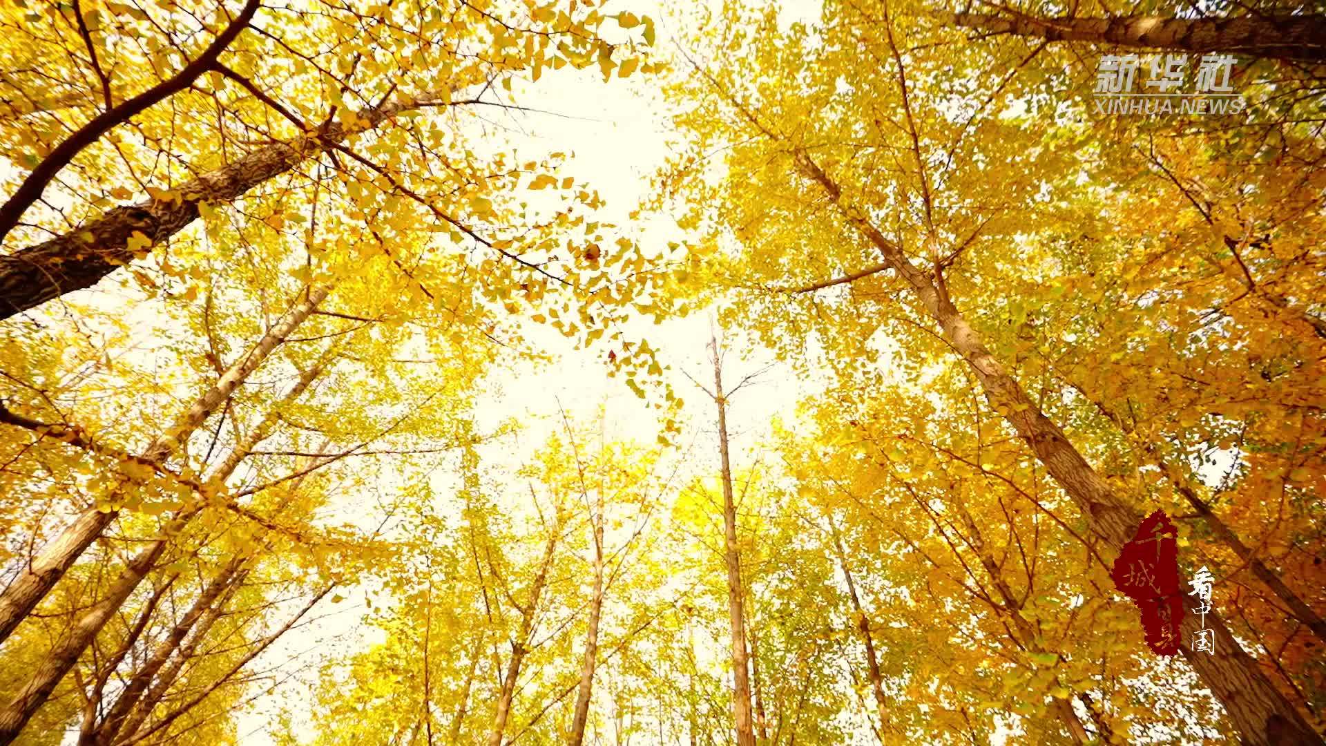 千城百县看中国｜山东成武：银杏染金