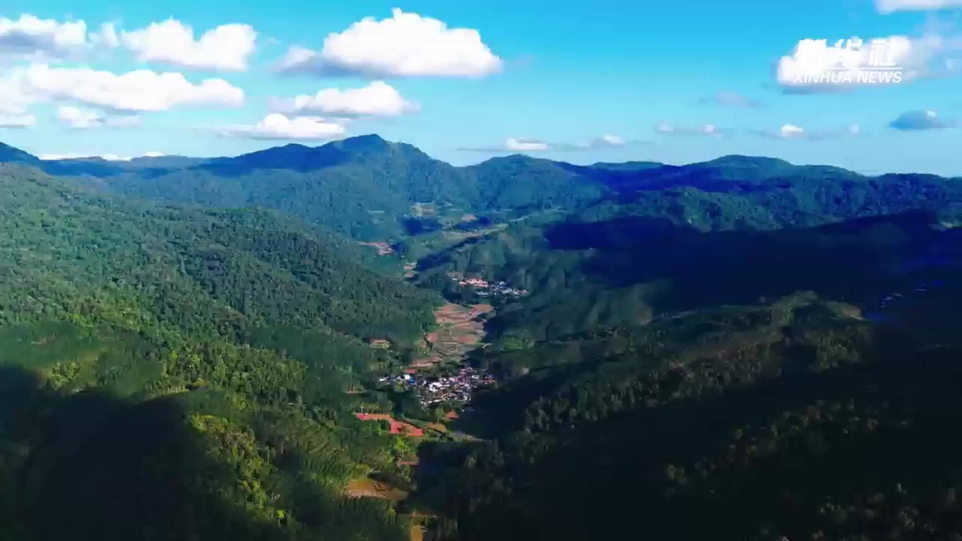 寄生花连续三年在云南勐腊如期绽放