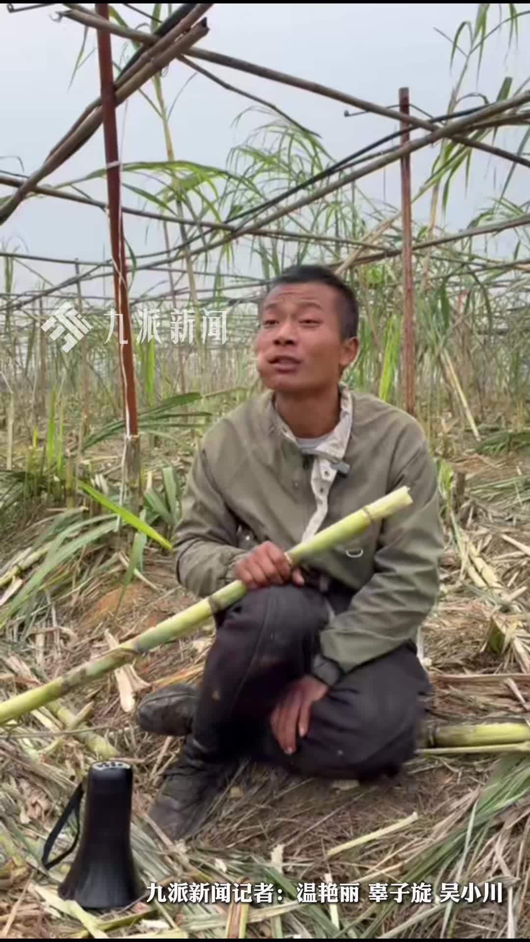 “偷甘蔗”老板称走红后农场变商业化：不得不雇人来剥皮、收钱，像商业化流程