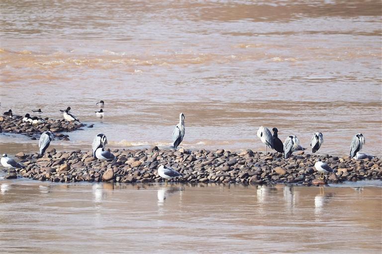 在黄河小西湖段栖息的候鸟