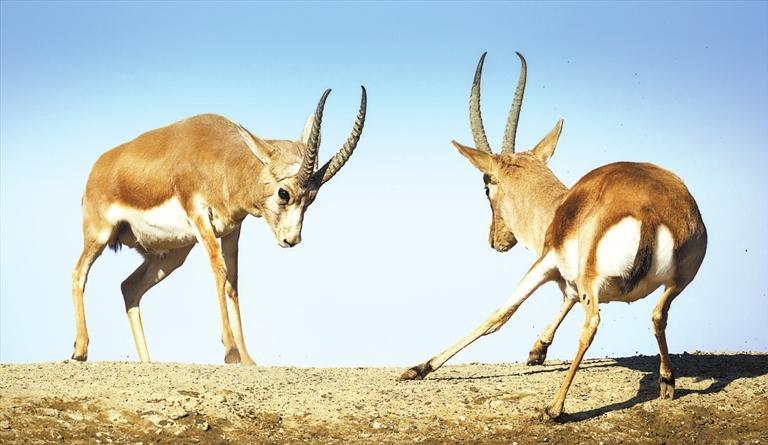 鹅喉羚（高台县新坝镇祁连山北麓）　新甘肃&middot;甘肃日报通讯员　周忠