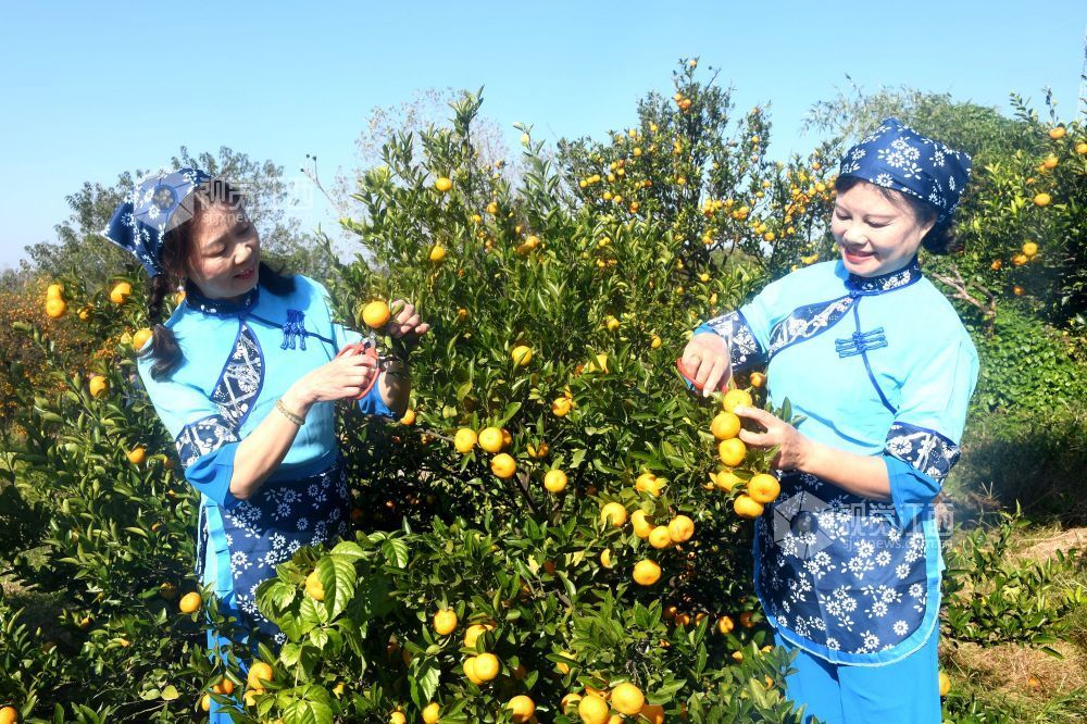 2025年11月22日，在江西省抚州市南丰县洽湾镇桃源村蜜橘园里，游客穿着整齐划一的村姑服装采摘蜜橘，感受丰收的喜悦。