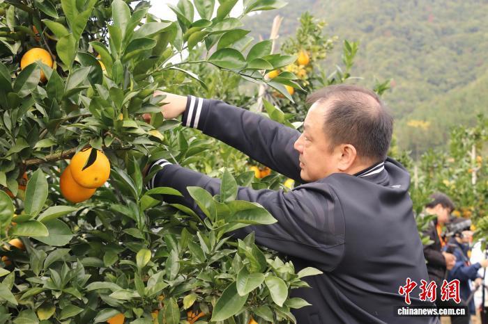 图为正在采摘赣南脐橙的游客。 熊锦阳 摄