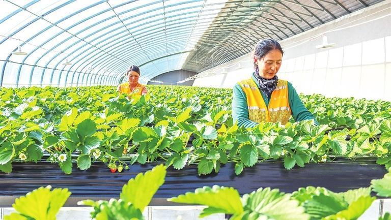 近日，兰州新区秦川现代农业产业园30座草莓大棚迎来丰收季，头茬章姬、隋珠等优质草莓正式批量上市。一颗颗饱满红艳的果实缀满枝头，在翠绿叶片的映衬下愈发诱人，为兰州新区冬日消费市场注入“红色甜蜜”。图为工人采摘草莓。兰州新区报记者　李佳丽　摄