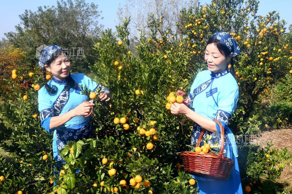 2025年11月22日，在江西省抚州市南丰县洽湾镇桃源村蜜橘园里，游客穿着整齐划一的村姑服装采摘蜜橘，感受丰收的喜悦。