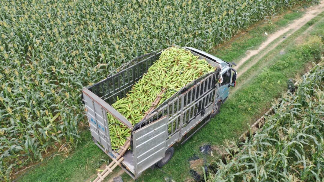 图：农户穿梭田间，将饱满的甜玉米、糯玉米采摘装车