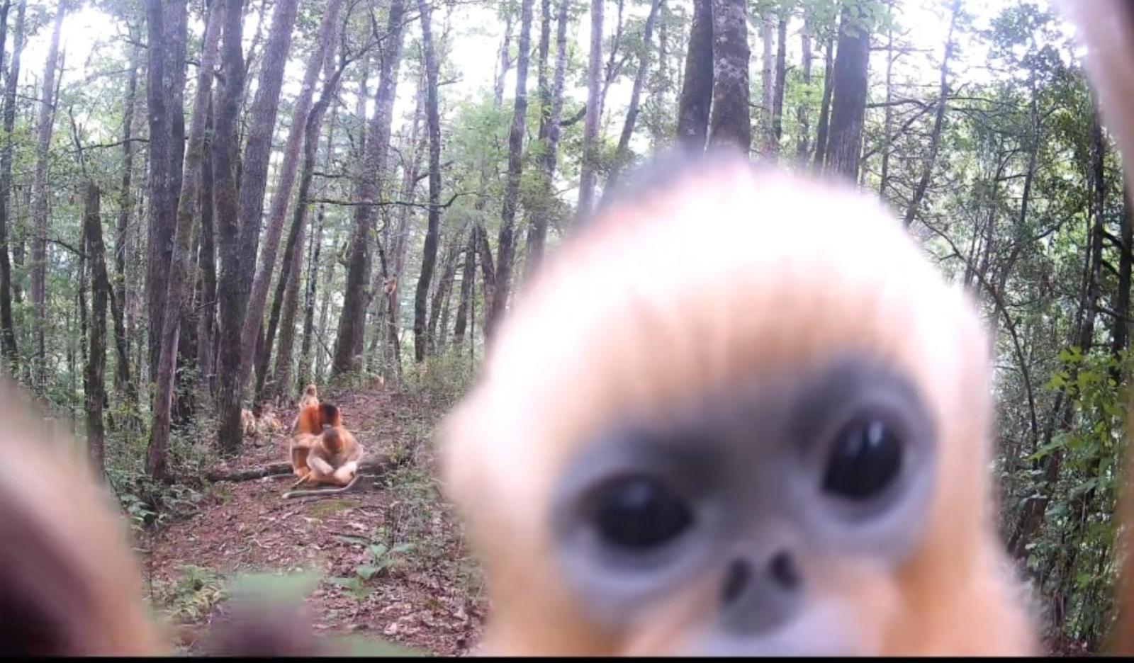 太有趣了!金絲猴紅外相機(jī)前“懟臉自拍”