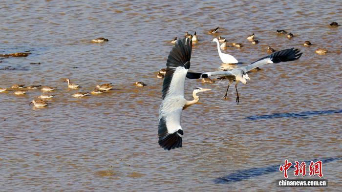 11月25日，在江西九江市湖口县，候鸟在此栖息、觅食。　徐会刚 摄