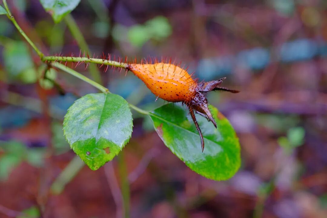 金樱子，张海华摄DSCF2359 (4).jpg