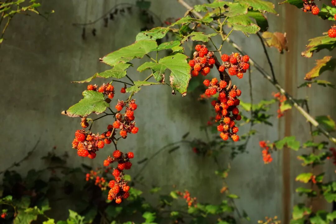 高粱泡，张海华摄DSCF7949 (3).jpg