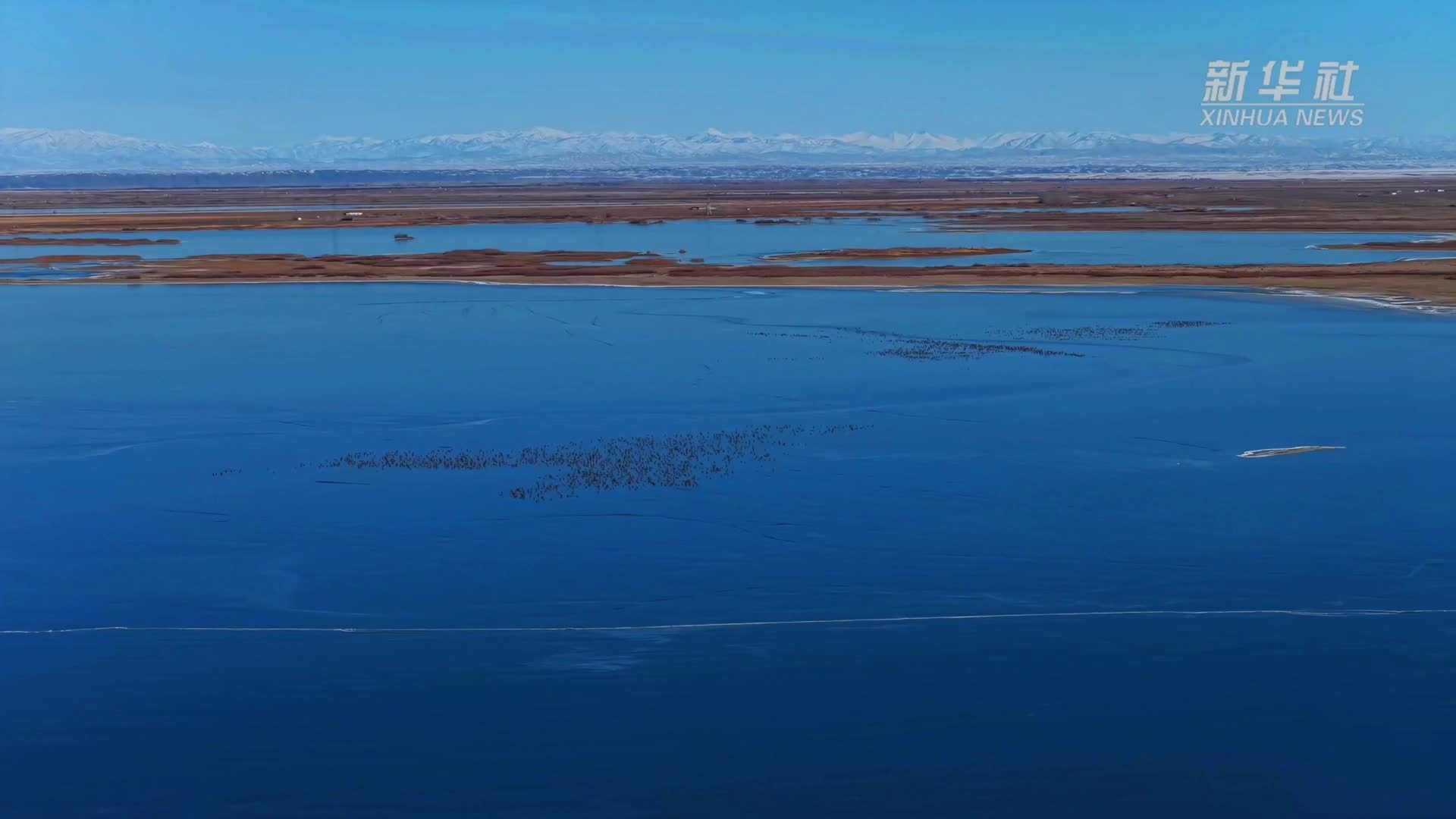 千城胜景｜新疆福海县：乌伦古湖湿地万千候鸟形成“鸟潮”