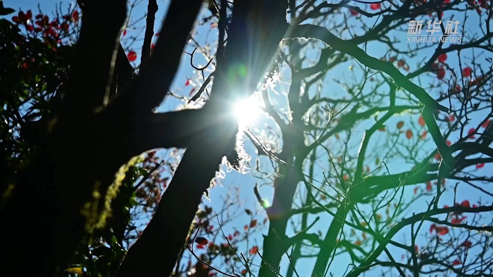 广西田林：岑王老山冬日层林尽染美景如画