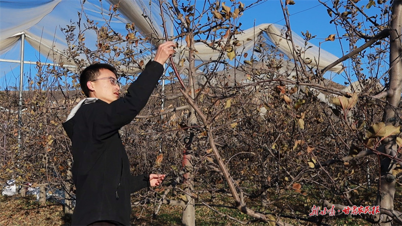 马茹港查看树势