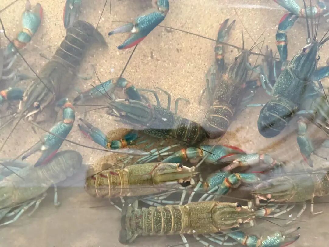 一田双收，稻香虾肥！就在余姚这些地方