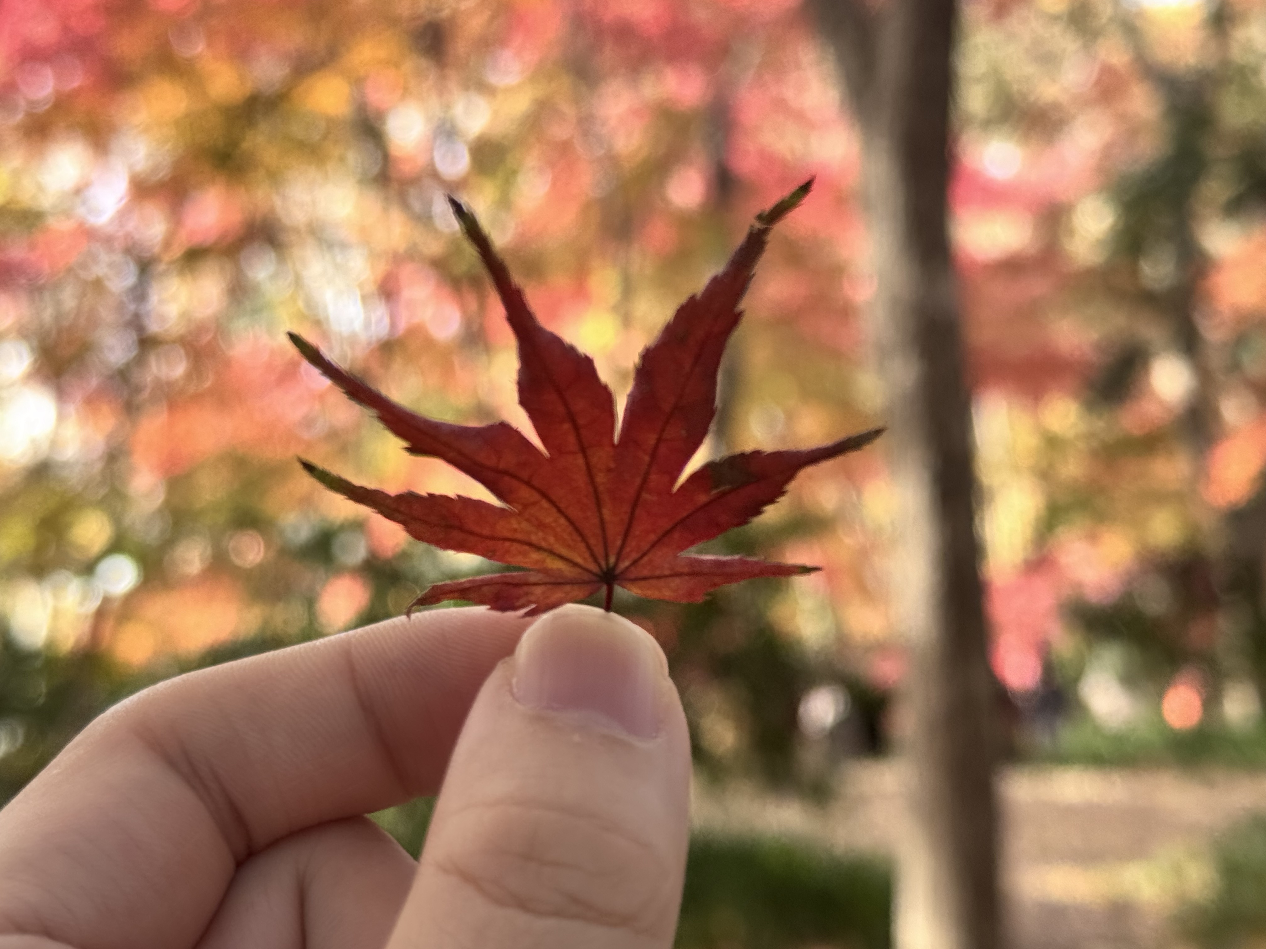 冬日里的斑斓盛宴！快来南京中山植物园打卡红叶展